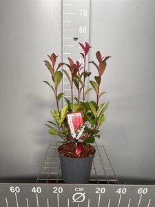 Photinia fraseri Carré Rouge 40-50 cm cont. 3,0L