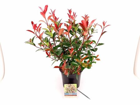 Photinia fraseri Carré Rouge 40-50 cm cont. 5,0L