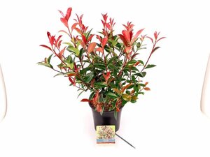 Photinia fraseri Carré Rouge 40-50 cm cont. 5,0L
