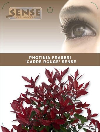 Photinia fraseri Carré Rouge 50-60 cm cont. 10L - afbeelding 1