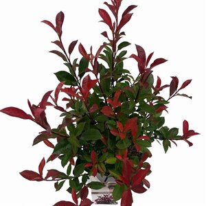 Photinia fraseri Carré Rouge 50-60 cm cont. 10L - afbeelding 2