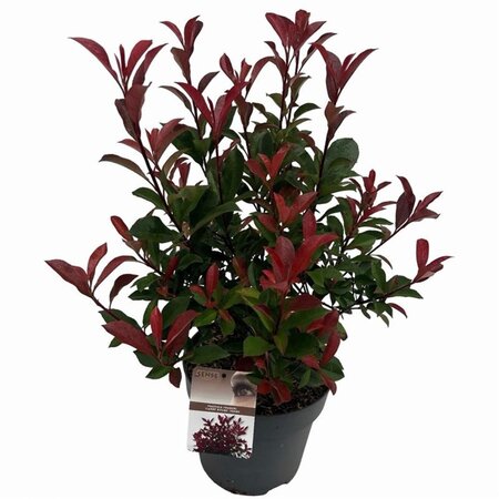 Photinia fraseri Carré Rouge 50-60 cm cont. 10L - afbeelding 3
