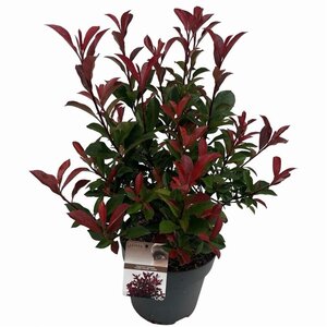 Photinia fraseri Carré Rouge 50-60 cm cont. 10L - afbeelding 3