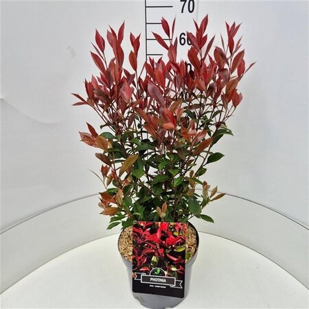 Photinia fraseri Carré Rouge 50-60 cm cont. 10L