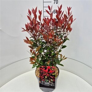 Photinia fraseri Carré Rouge 50-60 cm cont. 10L