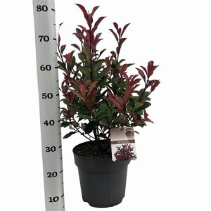 Photinia fraseri Carré Rouge 50-60 cm cont. 10L - afbeelding 4