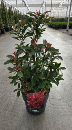 Photinia fraseri Carré Rouge 50-60 cm cont. 10L - afbeelding 6