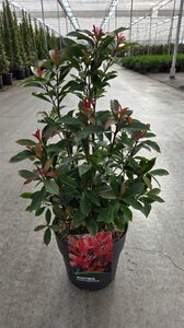Photinia fraseri Carré Rouge 50-60 cm cont. 10L - afbeelding 6