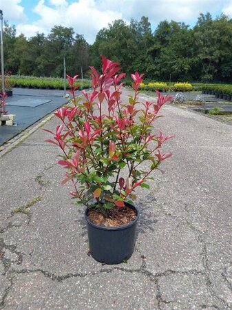 Photinia fraseri Carré Rouge 60-80 cm cont. 10L - afbeelding 1