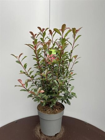 Photinia fraseri Carré Rouge 60-80 cm cont. 10L - afbeelding 2