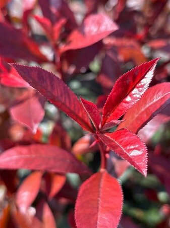 Photinia fraseri Carré Rouge 60-80 cm cont. 10L - afbeelding 1