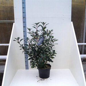 Photinia fraseri Carré Rouge 60-80 cm cont. 10L