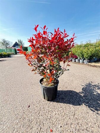 Photinia fraseri Carré Rouge 60-80 cm cont. 10L - afbeelding 2