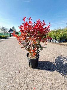 Photinia fraseri Carré Rouge 60-80 cm cont. 10L - afbeelding 2