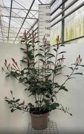 Photinia fraseri 'Red Robin'= 'Roodborstje' 100-125 cm cont. 10L - afbeelding 9