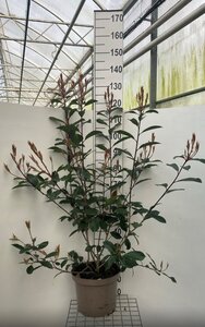 Photinia fraseri 'Red Robin'= 'Roodborstje' 100-125 cm cont. 10L - afbeelding 9