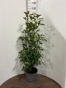 Photinia fraseri 'Red Robin'= 'Roodborstje' 100-125 cm cont. 10L - afbeelding 2