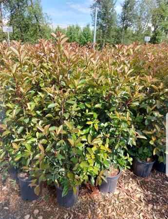 Photinia fraseri 'Red Robin'= 'Roodborstje' 100-125 cm cont. 10L - afbeelding 10