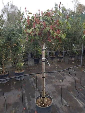 Photinia fraseri 'Red Robin'= 'Roodborstje' 100 cm stem container bulb 40-50 - image 1