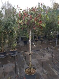 Photinia fraseri 'Red Robin'= 'Roodborstje' 100 cm stem container bulb 40-50