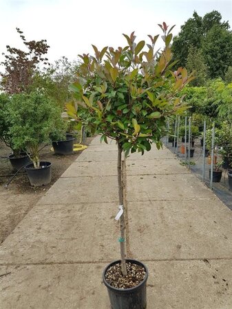Photinia fraseri 'Red Robin'= 'Roodborstje' 100 cm stem container bulb 40-50 - image 2