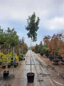 Photinia fraseri 'Red Robin'= 'Roodborstje' 10-12 Hoogstam cont. 35L