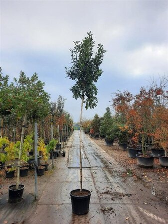 Photinia fraseri 'Red Robin'= 'Roodborstje' 10-12 STA cont. 35L - image 1