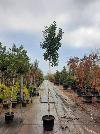 Photinia fraseri 'Red Robin'= 'Roodborstje' 10-12 STA cont. 35L - image 2
