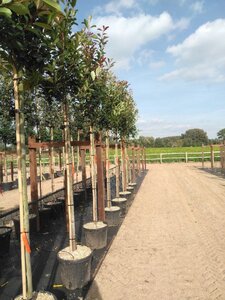 Photinia fraseri 'Red Robin'= 'Roodborstje' 10-12 STA cont. 35L - image 2