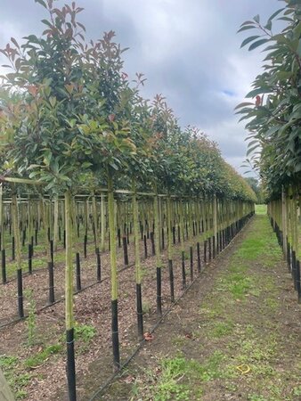 Photinia fraseri 'Red Robin'= 'Roodborstje' 10-12 Hoogstam draadkluit