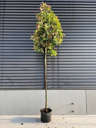 Photinia fraseri 'Red Robin'= 'Roodborstje' 12-14 STA container
