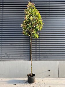 Photinia fraseri 'Red Robin'= 'Roodborstje' 12-14 STA container