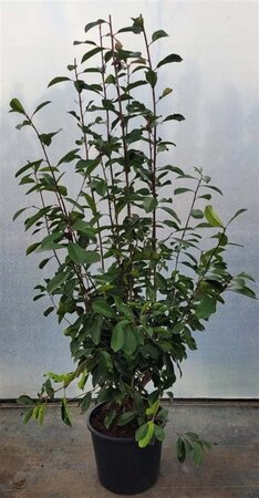 Photinia fraseri 'Red Robin'= 'Roodborstje' 125-150 cm cont. 15L - afbeelding 3