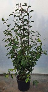 Photinia fraseri 'Red Robin'= 'Roodborstje' 125-150 cm cont. 15L - afbeelding 3