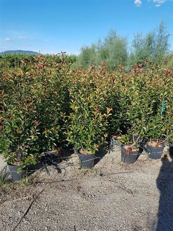 Photinia fraseri 'Red Robin'= 'Roodborstje' 125-150 cm cont. 15L - afbeelding 4