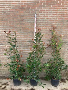 Photinia fraseri 'Red Robin'= 'Roodborstje' 125-150 cm cont. 15L - afbeelding 2