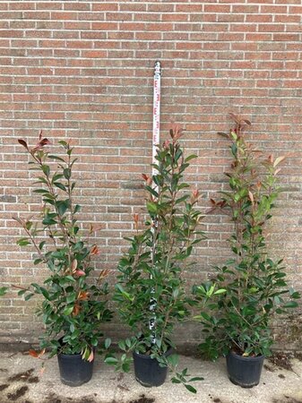 Photinia fraseri 'Red Robin'= 'Roodborstje' 125-150 cm cont. 15L - afbeelding 11