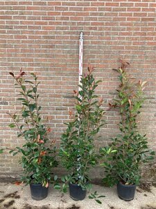 Photinia fraseri 'Red Robin'= 'Roodborstje' 125-150 cm cont. 15L - afbeelding 11