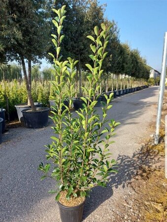 Photinia fraseri 'Red Robin'= 'Roodborstje' 125-150 cm cont. 15L - afbeelding 3