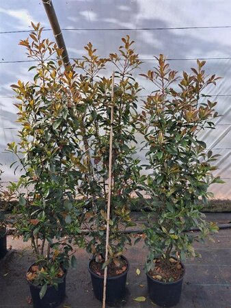 Photinia fraseri 'Red Robin'= 'Roodborstje' 150-175 cm cont. 15L - afbeelding 8