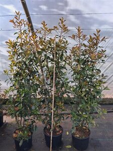 Photinia fraseri 'Red Robin'= 'Roodborstje' 150-175 cm cont. 15L - afbeelding 8