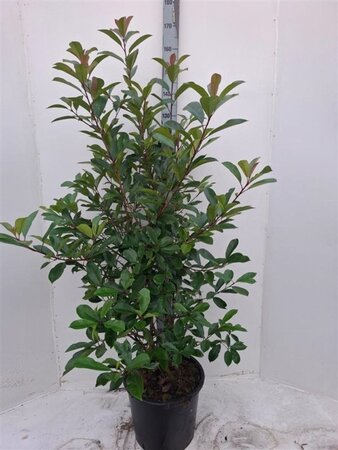 Photinia fraseri 'Red Robin'= 'Roodborstje' 150-175 cm cont. 30L