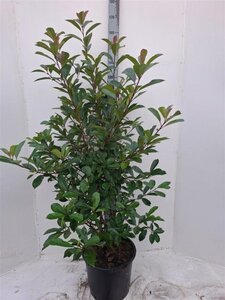 Photinia fraseri 'Red Robin'= 'Roodborstje' 150-175 cm cont. 30L
