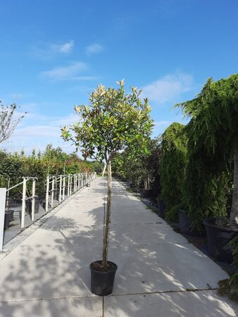 Photinia fraseri 'Red Robin'= 'Roodborstje' 150 cm stam container - afbeelding 9