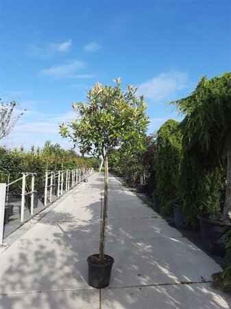 Photinia fraseri 'Red Robin'= 'Roodborstje' 150 cm stam container - afbeelding 8