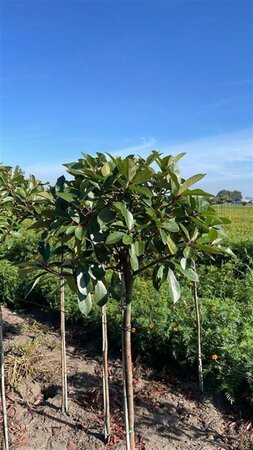 Photinia fraseri 'Red Robin'= 'Roodborstje' 150 cm stem RB