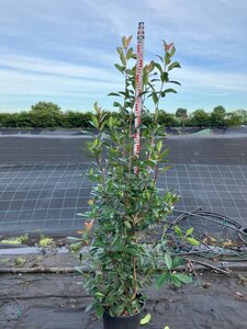 Photinia fraseri 'Red Robin'= 'Roodborstje' 175-200 cm cont. 25L - afbeelding 2
