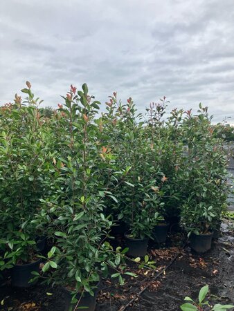 Photinia fraseri 'Red Robin'= 'Roodborstje' 175-200 cm cont. 25L - afbeelding 12
