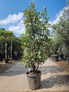 Photinia fraseri 'Red Robin'= 'Roodborstje' 175-200 cm cont. 25L - afbeelding 3