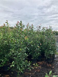 Photinia fraseri 'Red Robin'= 'Roodborstje' 175-200 cm cont. 25L - afbeelding 4